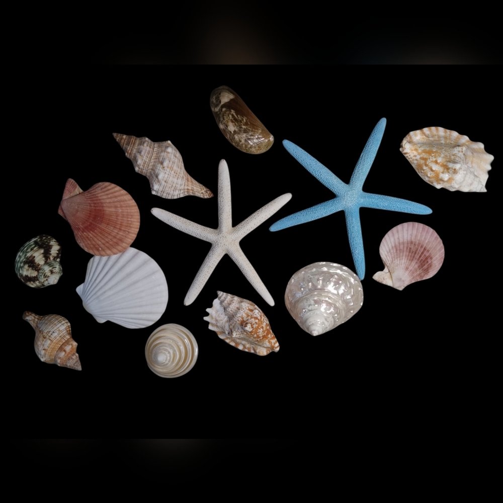 Assorted Seashell and Starfish Collection - Picture 6 of 6